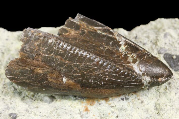 Rare, Serrated, Torvosaurus Tooth Tip - Colorado #152039